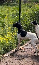 Pointer inglese