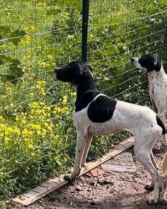 Pointer inglese