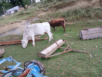 Vitelli e manze e mucche