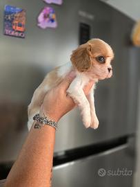 CUCCIOLE DI CAVALIER KING 