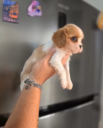 CUCCIOLE DI CAVALIER KING 