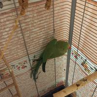 Pappagallo femmina verde riproduttrice