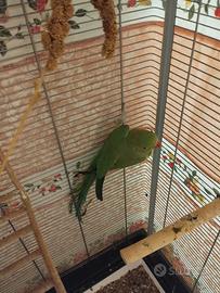 Pappagallo femmina verde riproduttrice