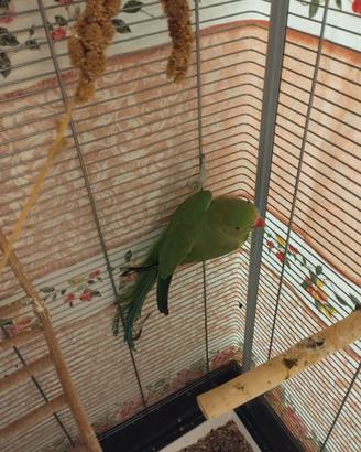 Pappagallo femmina verde riproduttrice