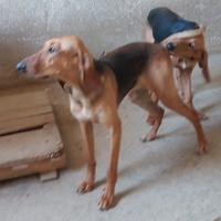 Segugia italiana pronta caccia