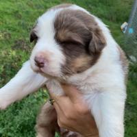 Cuccioli Australian Sheperd maschi e femmine