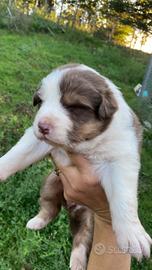 Cuccioli Australian Sheperd maschi e femmine