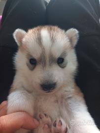 Husky pedigree enci