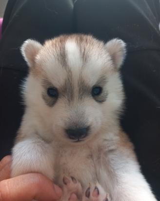 Husky pedigree enci