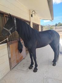 Cavallo murgese