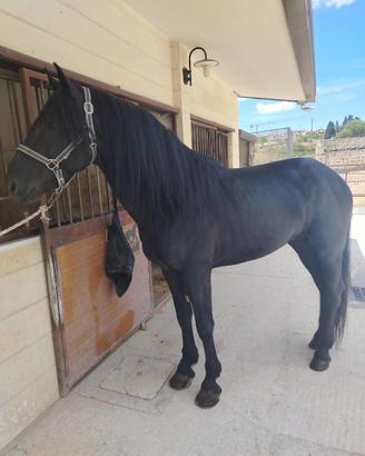 Cavallo murgese