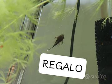 Ancistrus e baby ancistrus
