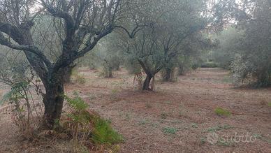 Terreno con ulivi