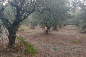 Terreno con ulivi