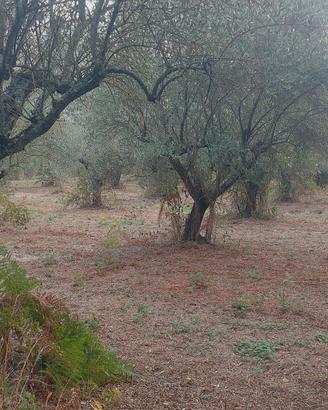 Terreno con ulivi