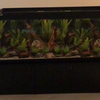 Acquario