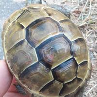 Tartaruga Testudo Graeca