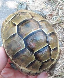 Tartaruga Testudo Graeca