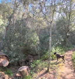 Cane da caccia e ferma