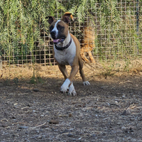 Amstaff