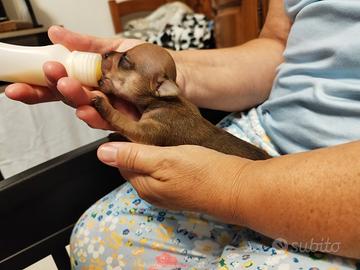 Pinscher