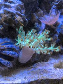 Capnella corallo molle