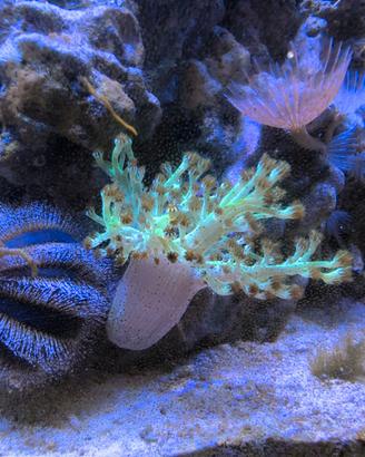 Capnella corallo molle