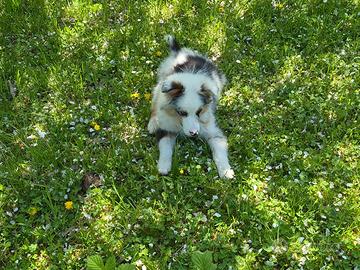 Pastore australiano 4 mesi