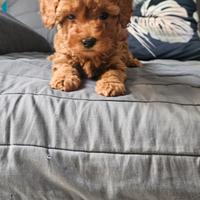 Barboncino toy colore red