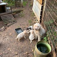 Lagotto cuccioli