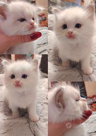 Ragdoll maschio riproduzione