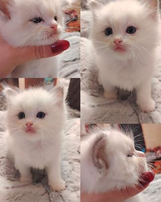 Ragdoll maschio riproduzione
