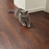 British shorthair per monta