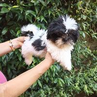 Cuccioli si Shihtzu Bianco Nero