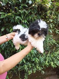 Cuccioli si Shihtzu Bianco Nero