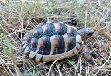 Tartaruga marginata