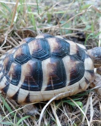 Tartaruga marginata