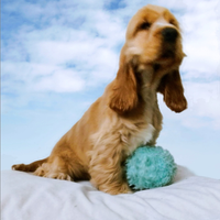 Cocker Spaniel Inglese