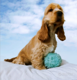 Cocker Spaniel Inglese