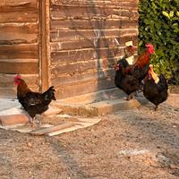 Gallo Marans