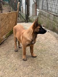 Cucciola di pastore belga