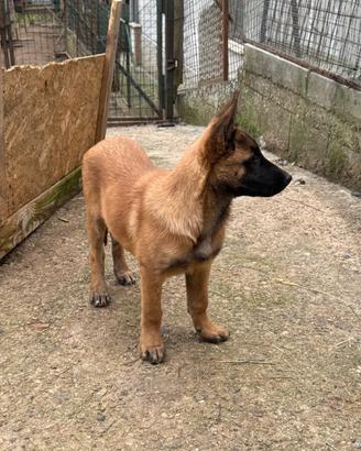 Cucciola di pastore belga