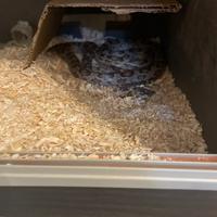 Serpente del grano con teca