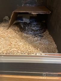 Serpente del grano con teca