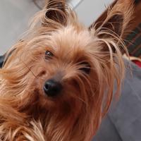 Cuccioli Yorkshire toy