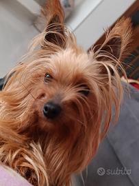 Cuccioli Yorkshire toy