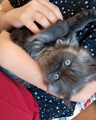 Micetto persiano di 2 mesi