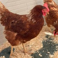 Galline Ovaiole