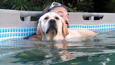 Labrador retriever