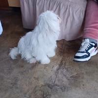 Maltese maschio